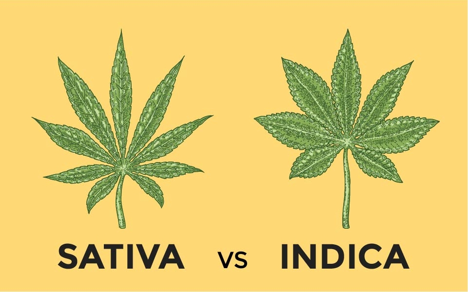 indica-vs-sativa